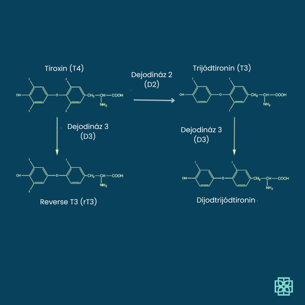 Mi is az a dejodináz és mi a szerepe a pajzsmirigyműködésben?