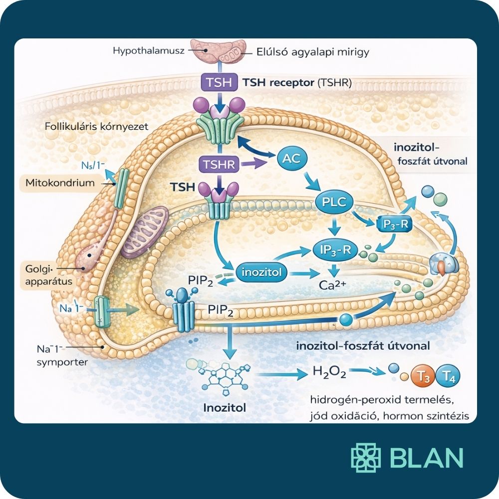 A mio-inozitol szerepe a pajzsmirigy működésében