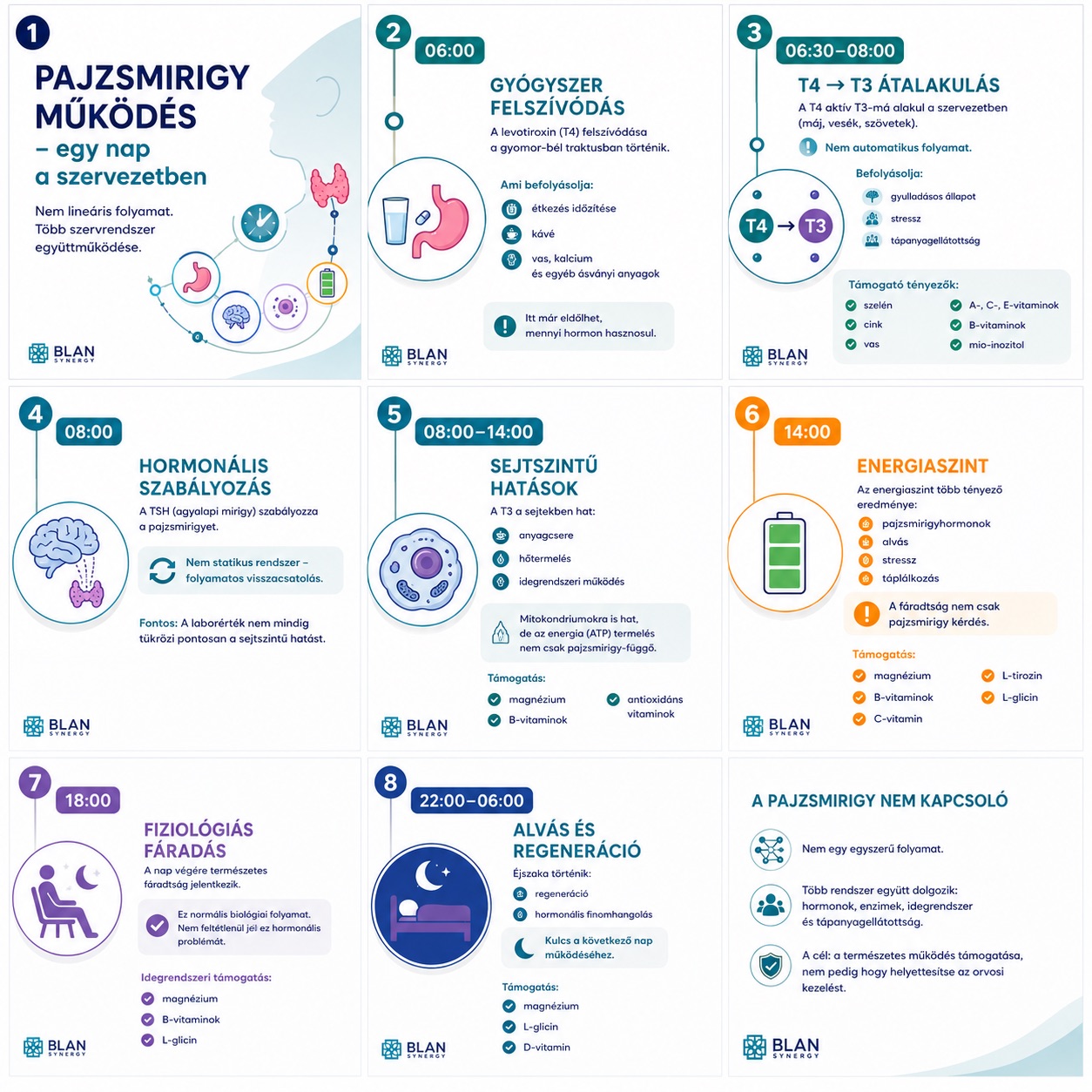 Pajzsmirigy működése - napi ritmus